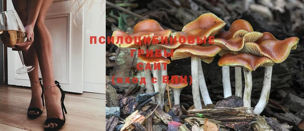 ГАЛЛЮЦИНОГЕННЫЕ ГРИБЫ Инта
